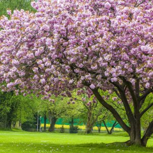 Sakura ozdobná (Prunus serrulata) ´KANZAN´ - výška 120-160 cm, kont. C18L